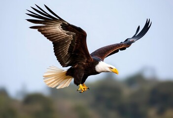 Obraz premium Majestic white-tailed eagle in flight, wings spread wide, talons extended, majestic, avian
