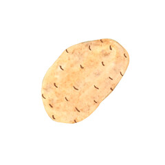 Whole potatoes in watercolor technique on a transparent background.