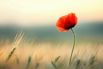 Naklejka premium A single red poppy stands tall in a field of wheat, bathed in the soft light of sunset.