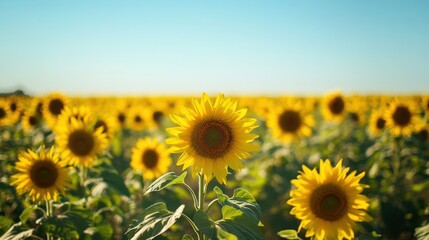 Fototapeta premium A vibrant field of blooming sunflowers under a clear blue sky