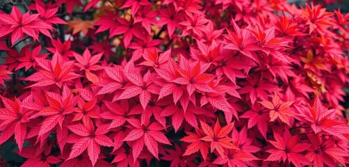 Intricate red leaf pattern, vibrant autumn foliage, wood, seasonal