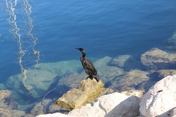 cormorant on rock