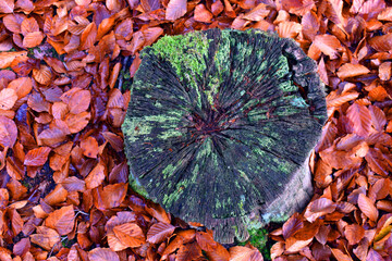 Green lichens on the cut trunk of a beech tree