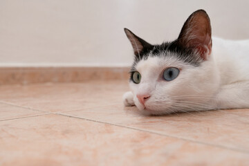 A dazzling white-haired heterochromatic cat enjoys lying on the cool floor of her sunroom in the...