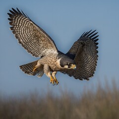 Fototapeta premium A close-up of a falcon’s intense, unblinking stare. KI generated, animal, animals, bird, birds, biotope, habitat, one, individual, flying, flying, summer, peregrine falcon (Falco peregrinus) flight, 