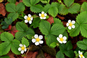 White leaves and flowers of the wild strawberry (Fragaria vesca)
