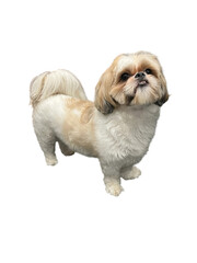 Funny shih tzu puppy png without background