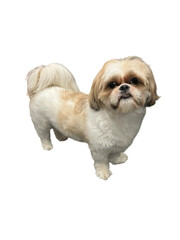 Little cute shih tzu puppy png without background