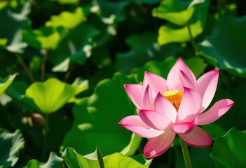 Fototapeta premium Pink lotus blossom unfolds amidst vibrant green foliage, sunlight dappling leaves, closeup, stock photo