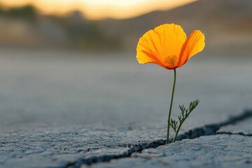 A vibrant orange poppy bravely emerges from a crack in the asphalt, symbolizing resilience and hope.