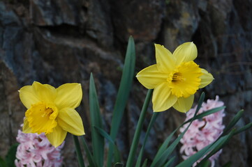 yellow daffodils in spring
