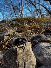  Insect Close-Up: Beetle on Rocky Ground