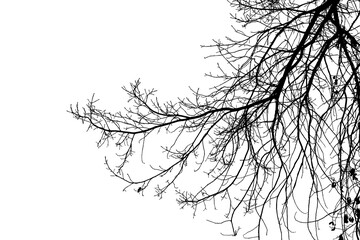 Black and white illustration of natural large old oak tree branch with leaves on transparent background