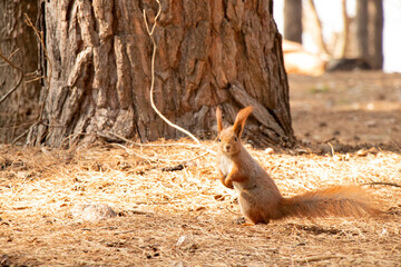 Red wild squirrel in a coniferous forest in Ukraine in the city of Dnepr in the spring