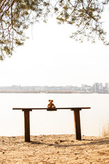 Naklejka premium A child's brown teddy bear sits on a bench on the bank of the Dnieper River in Ukraine in the city of Dnieper in the spring in the forest, loneliness
