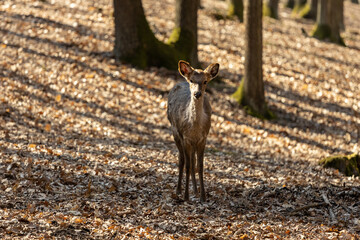 Deer in the forest. Wild deer herd with male and female mammal animals in the autumn forest among trees. European fallow deer Dama dama in the genus Dama of subfamily Cervinae in the wild nature park © Yuliia