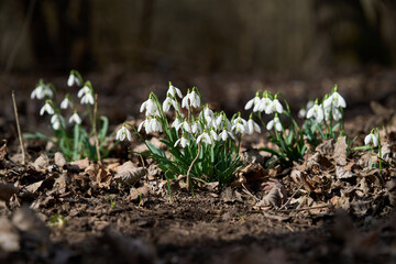 Galanthus nivalis flower in the leaves. Known as common snowdrop. White spring flower in deciduous forest.