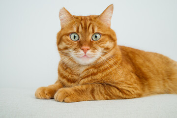 Orange cat sitting on the sofa and looking at camera close up