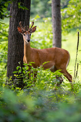 A young buck with velvet antlers stands in the woods, partially hidden behind a tree..