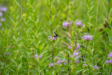 A bee lands on a purple flower surrounded by green foliage..
