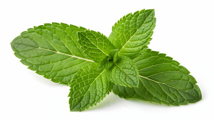 Fresh Green Mint Leaves Isolated on White Background 