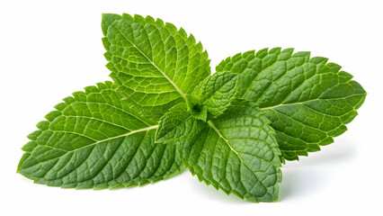 Fresh Green Mint Leaves Isolated on White Background 