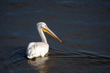 A white pelican floats on dark water.