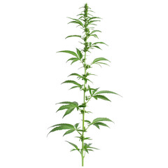Fototapeta premium Young hemp plant with budding flowers isolated on white background, hemp plant with young budisolated on white background