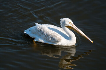 A white pelican floats serenely on dark water.
