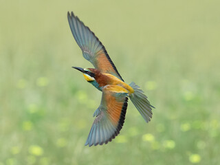 European bee-eater