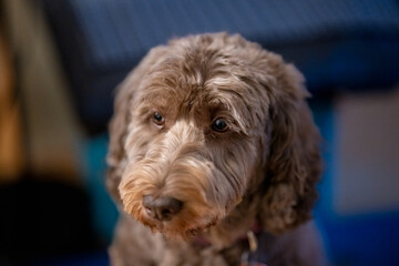 A brown Goldendoodle dog looks downward with soft, curly fur..