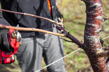 A gardener trims the branches of a fruit tree with electric pruning shears. Tree shaping in the garden in spring