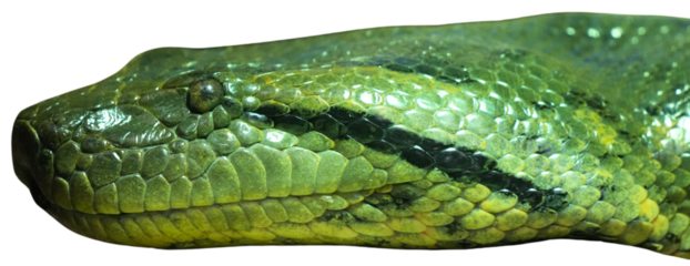 Green anaconda Isolated on a Transparent Background PNG	
