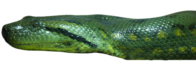 Green anaconda Isolated on a Transparent Background PNG	
