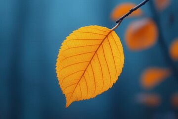Obraz premium Vibrant orange leaf hanging from branch against a soft blue background in early autumn setting