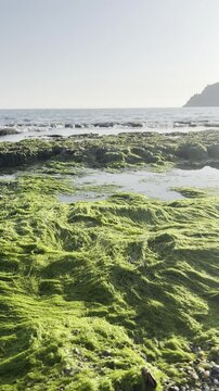 Seaweed Island sea, seaweed, mysterious, bottom