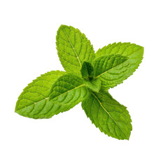 Fresh Mint Sprig on transparent background