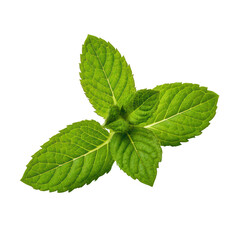 Fresh Mint Sprig on transparent background