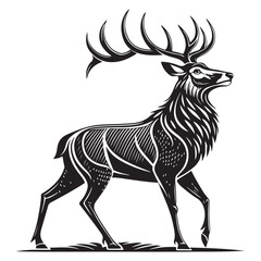 stag  vector