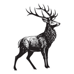 stag  vector