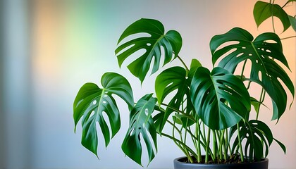 A Monstera deliciosa plant with large green leaves and holes is pictured against a blurred background.