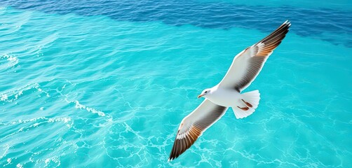 Obraz premium Majestic seagull soaring over turquoise summer sea, wings outstretched, nature, soaring