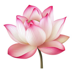 Petal lotus flower with delicate pink and white hues on Transparent background, petal lotus flower isolated on PNG background