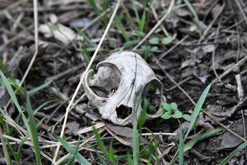 Obraz premium A cat's skull in the Mount Carmel National Park. Carmel forest Israel. Cat Skull. A cat's skull