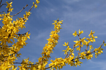 beautiful forsythia branches with yellow flowers closeup in a garden in springtime and a blue sky in the background