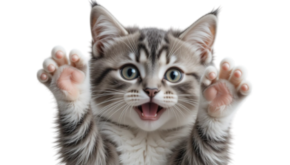 Adorable gray tabby kitten with paws up looking at the camera on a transparent background