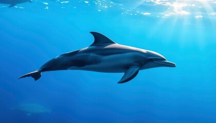 Obraz premium Sleek bottlenose dolphin swimming gracefully in ocean, sunlight dappling its skin, mammal photography, marine life