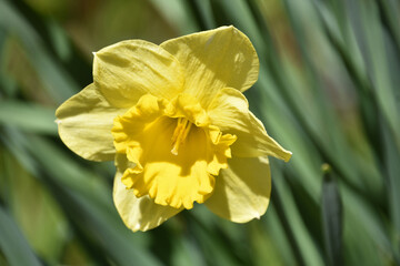 View into the Center of a Flowering Yellow Daffodil