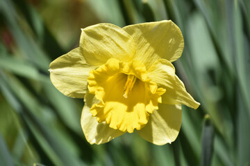 Peering into the Center of Flowering Yellow Daffodil