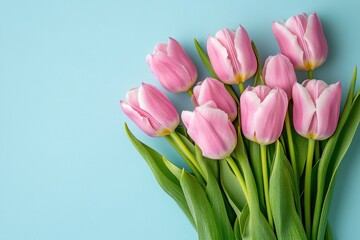 A beautiful arrangement of light pink tulips on blue background